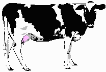 [Cow Graphic (1885 bytes)]